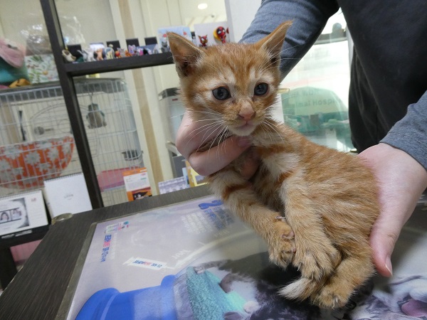 종료(입양) 한국 …